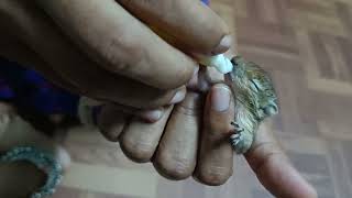 Feeding milk to squirrel