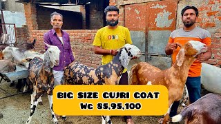 Rajasthan biggest gujri at dhnna lal Ji Tonk,malpura top quality 29 bakro ki patti body wg 70to120kg