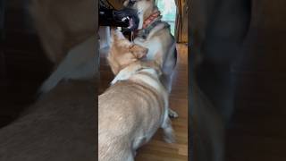 Dude the out of control German Shepard get beat up by seeley the yellow lab. Morning playing.