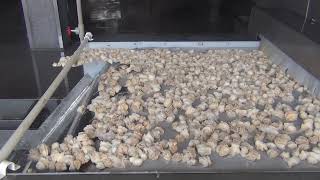 Impingement tunnel freezer freezes seafood conch meat