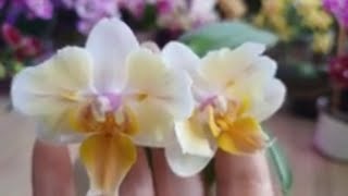 Орхидея Phalаenopsis (Miki-Orchid) Good Idea бабочка. #Цветение 2024