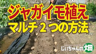 ジャガイモ植え付け。圧倒的に手間いらずのじゃがいもマルチ栽培二つの方法。草取り、追肥、土寄せが不要です。3/2