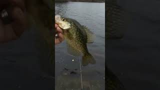 Bank Fishing Crappie 🎣 #shorts #shortvideo #shortsvideo #fyp #fishing