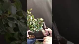 Pinzado a pre bonsai de ficus, vídeo completo en el canal, suscríbete es gratis 😉 #bonsai