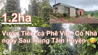 Bán 1.2 ha cafe+ tiêu+ nha xây điên nước đầy đủ đường đi thuận tiên gần trung tâm huyên