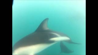 Swimming with wild dusky dolphins, Kaikoura, NZ.wmv