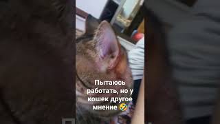 Кошки помогают работать #cat #кошка #кошки #кошкиприколы #работанадому #работа