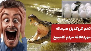 تخم کروکدیل صبحانه مورد‌علاقه مردم کامبوج 