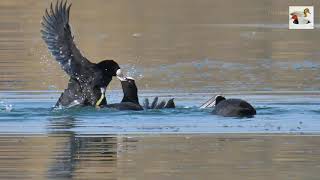 Folaghe e botte - Coots and fights (Fulica atra)