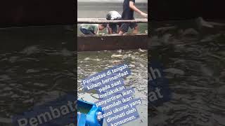 Pembatas tengah kolam gurame - Budidaya ikan gurame di kolam beton #ikan #budidaya #gurame