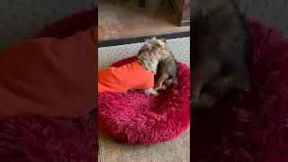 Fighting Dog