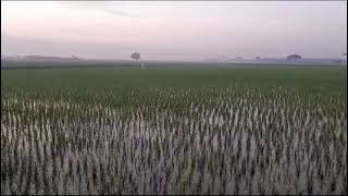 Sepanjang mata memandang full sawah. Kec. Mauk Tangerang lumbung padi.