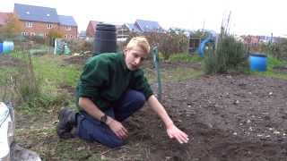 The Allotment Project - Progress | Jack Shilley