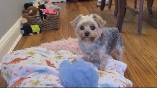 Good morning 🤗 Rylie loves you ❤️ #yorkies #goodmorning #viralvideo #cute #Rylie