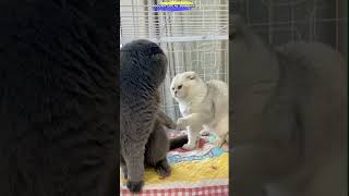 funny cat 😺😺 #funnyvideo #comedyshorts #funny