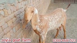 pure makhi cheeni goat | goat farming in Pakistan | Joyia goat farm | @joyiaGoatFarm