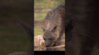 Encounter with a Rare Brown Hyena at the Water Hole