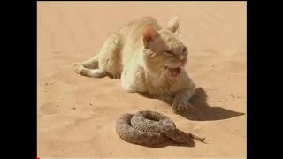 Cat vs snack fight || big chance by cat || animal vs animal 2021