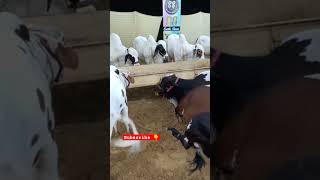 MashaAllah Mandi 2023 ❤️ | Jamil memon | mandi Update | #mandi #trending #shorts #cow #karachi