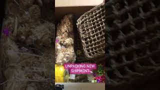 💥Unboxing Alert: Unpacking Bird Toy Parts Exposed | #birdtoys #parrottoys