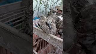 Anakan burung derkuku #viralvideo #shorts #youtubeshorts #trending #sahirutomo #derkuku #like #fyp