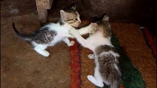 One month Kittens fight