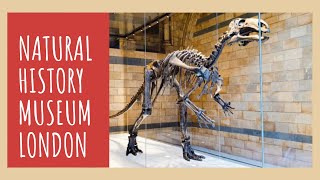 Natural History Museum, London | Free Entry