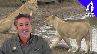 Lion Eats GoPro! AWC Diaries