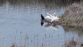 Cormorants with Meadow Lake Pelicans