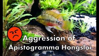 Apistogramma Hongsloi: aggression and fights for territory of dwarf cichlids