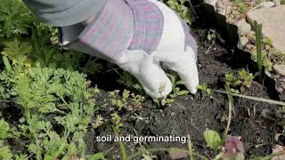 The Magic of Mulching Benefits for Plants and Soil