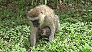 AMBOSELI - Meerkatzen & Paviane at Ol Tukai Lodge