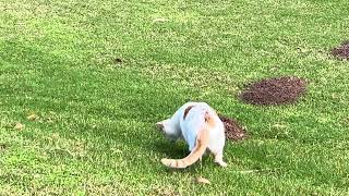 Andre and the pocket Gopher