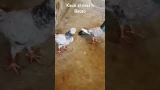 Kaun si nasl h #kabutar #pigeon #pigeons #g #birds #pigeonpose #h #kabutarbazi #highflyerpigeons