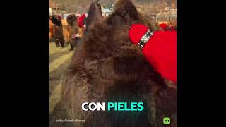 Desfile de osos para el Año Nuevo en Rumanía