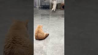 He's a Good Goal Keeper 🤣😂 #shorts #catsofyoutube #petbloopers