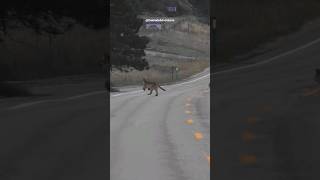 Mountain Lion Cubs Running Across the Road in Estes Park Colorado