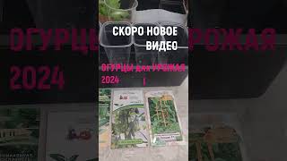 ОГУРЦЫ для урожая 2024 #shorts