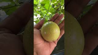 #shorts | #passionfruit | #home #garden | #shortvideo