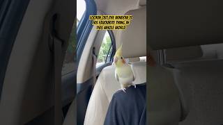 Adorable Cockatiel Goes For A Drive✨✨#cockatiel #drive #birb #shorts