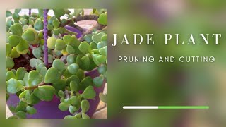 HOW TO PRUNE JADE PLANT // GARDENING AND CRAFTY