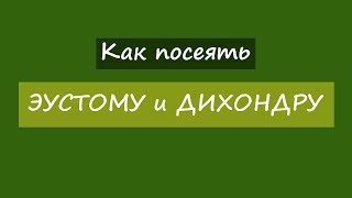 Как посеять эустому и дихондру?