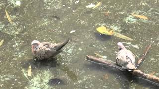 Bathing doves