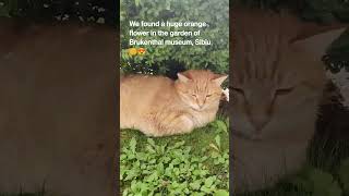 Royalty cat, she's in the courtyard of Brukenthal palace #sibiu #cats #cat