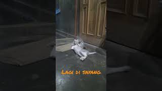 Kucingku sayang