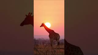 🌅🦒 Puesta de SOL con JIRAFAS 🦒🌅 Safari Fotográfico & Animales Salvajes - Parque Kruger, Sudáfrica 🇿🇦