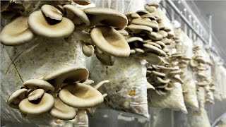 The Life Cycle of Oyster Mushroom | Modern Agricultural Cultivation and Harvest of Oyster Mushroom