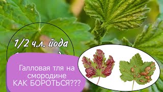 Галловая тля на смородине. КАК БОРОТЬСЯ??? #галловаятля #вредителисмородины #рекомендации