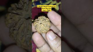 5 Mukhi Rudraksha #shorts #5mukhirudraksha #rudraksha #rudrakshabenefits