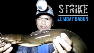 STRIKE LEMBAT BABON❗ NAJUR DI RAWA-RAWA❗ Never Stop Fishing. DR-008